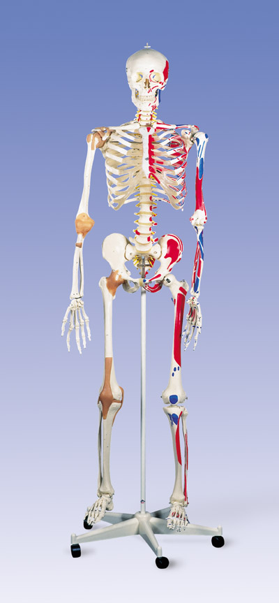 Deluxe Skeleton Model 